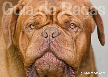 Dogue de Bordeaux
