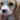 f1_mel_cocker.jpg (28107 bytes)