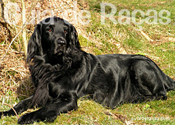 Flat Coated Retriever