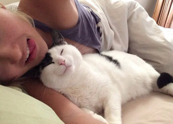 Agressividade em Gatos