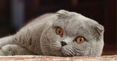 Raça Scottish Fold