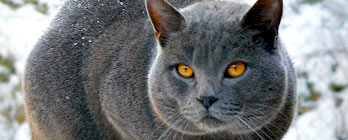 Gato Chartreux