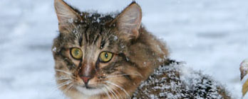 Gato Norueguês da Floresta