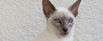 Gato Siamês