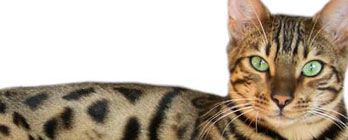 Bengal