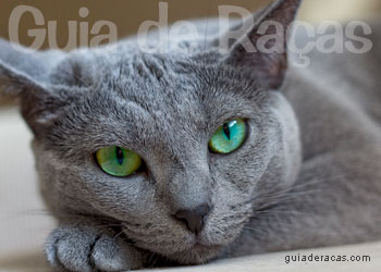 Azul Russo (Russian Blue)