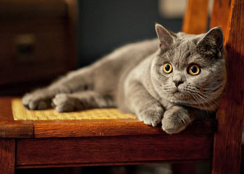 British Shorthair