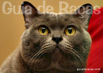 Burmese