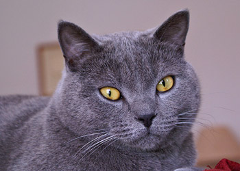 Gato Chartreux