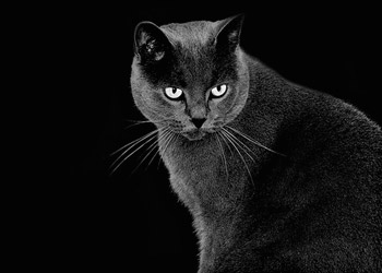 Gato Chartreux
