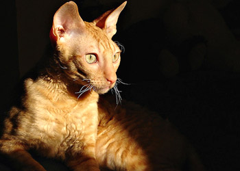 Cornish Rex