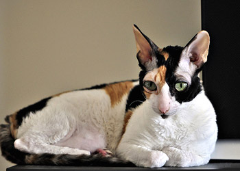 Cornish Rex