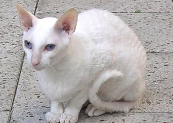 Cornish Rex