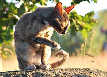 Cornish Rex