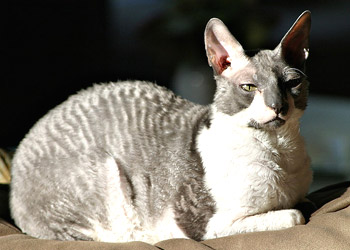 Cornish Rex