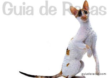 Cornish Rex