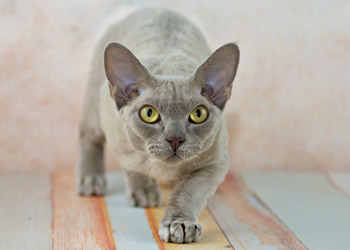 Devon Rex