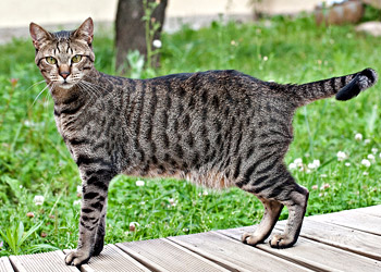 Egyptian Mau