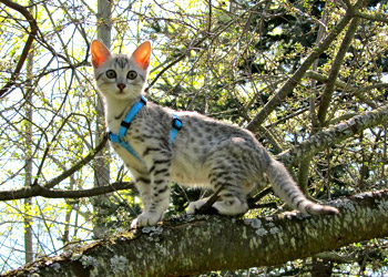 Egyptian Mau