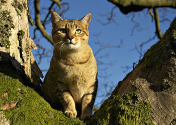Egyptian Mau