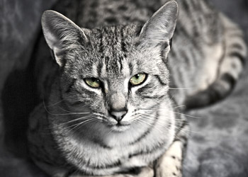 Egyptian Mau