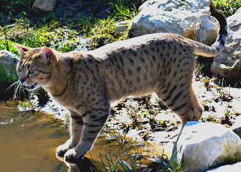 Egyptian Mau