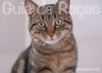European Shorthair Gato de Pelo Curto Europeu