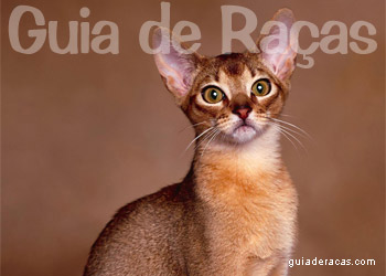 Oriental Gato Oriental
