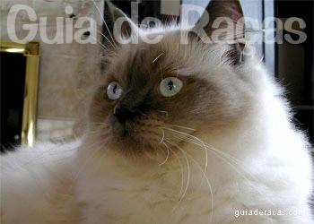Ragdoll