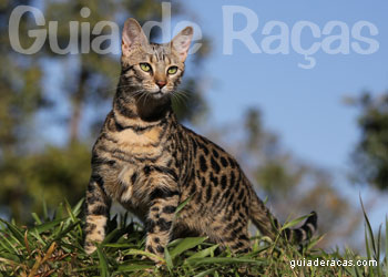 Gato Savannah Gato Savannah