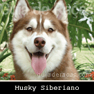 Husky Siberiano
