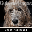 Irish Wolfhound