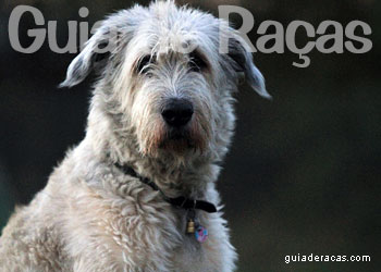 Irish Wolfhound