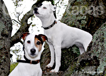 Jack Russell Terrier