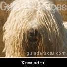 Komondor