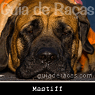 Mastiff