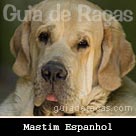 Mastim Espanhol