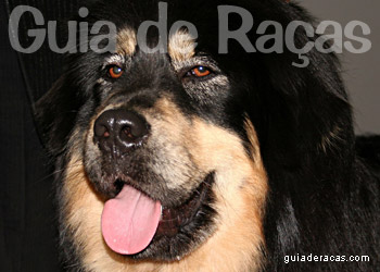 Mastim Tibetano
