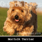 Norfolk Terrier