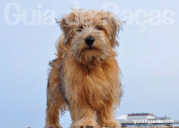 Norfolk Terrier