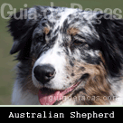 Australian Shepherd