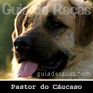Pastor do Cáucaso