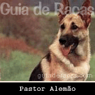 Pastor Alemão