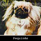 Pequinês