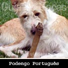Podengo Português