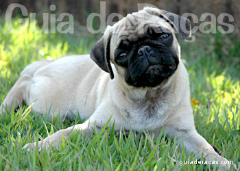 Pug