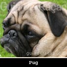 Pug