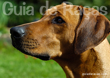 Rhodesian Ridgeback