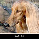 Saluki