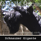 Schnauzer Gigante